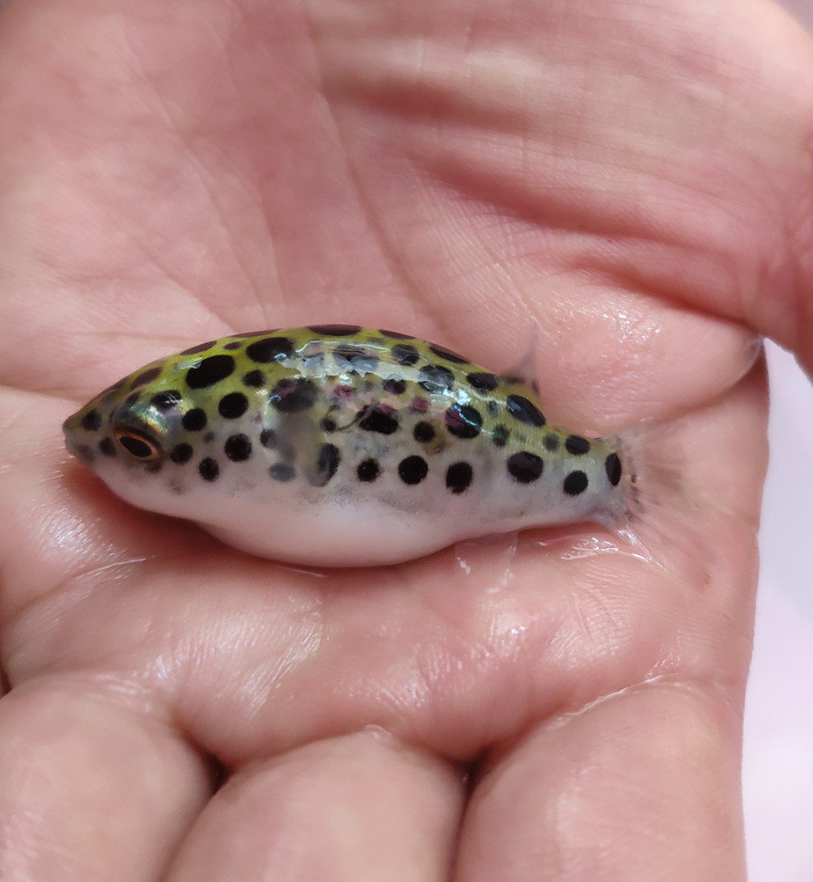 潜水艇河豚深水炸弹气泡热带鱼观赏鱼活体鱼水水族宠物其它水族宠物