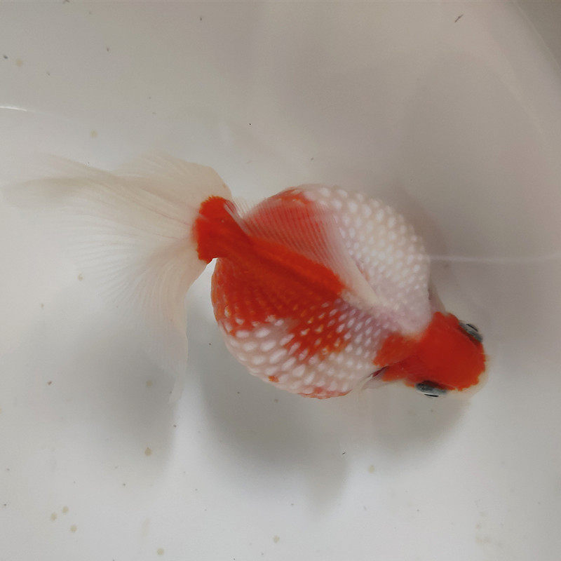 珍珠鼠头金鱼活体观赏鱼精品皮球鱼淡冷水鱼水族鱼