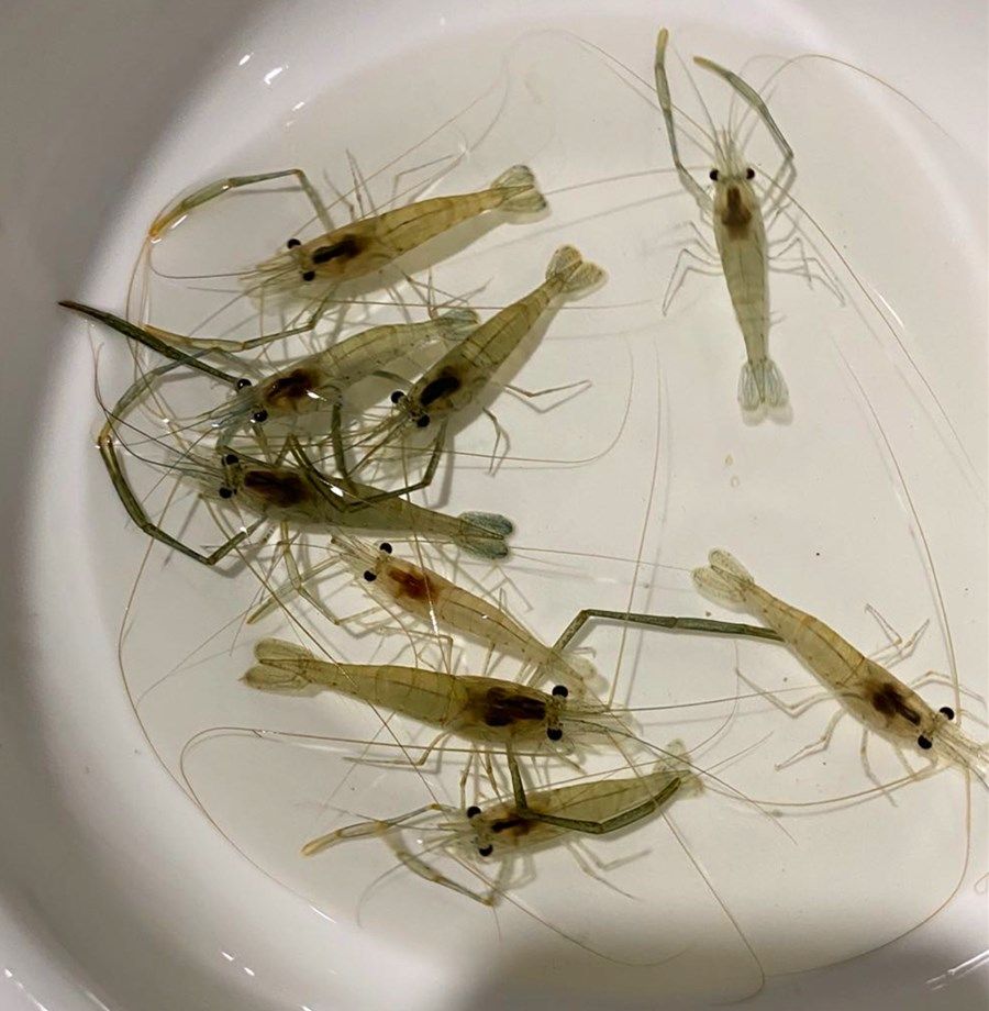 长臂虾河观赏草虾大眼日本沼虾放生龙鱼鹦鹉鱼虾