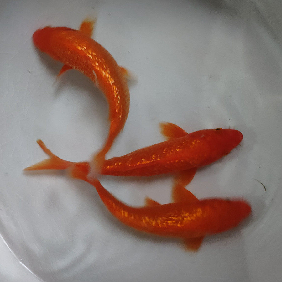 钻石锦鲤火鲤纯红红银红鲤鱼闪鳞观赏鱼好养鱼苗鱼