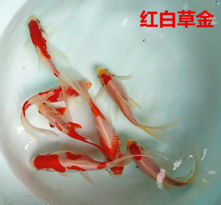 红白金鱼鲫鱼观赏鱼活体冷水鱼淡水鱼包邮包邮包鱼