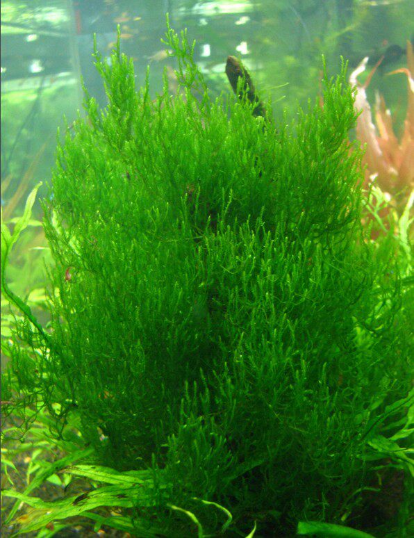 莫斯垂泪莫丝三角水晶爪哇火焰活体水草布景水草