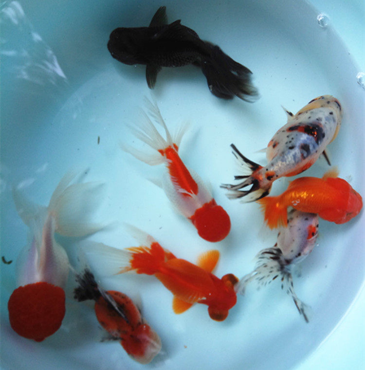 大金单顶活体国粹风水淡水冷水小金鱼金鱼鱼苗鱼