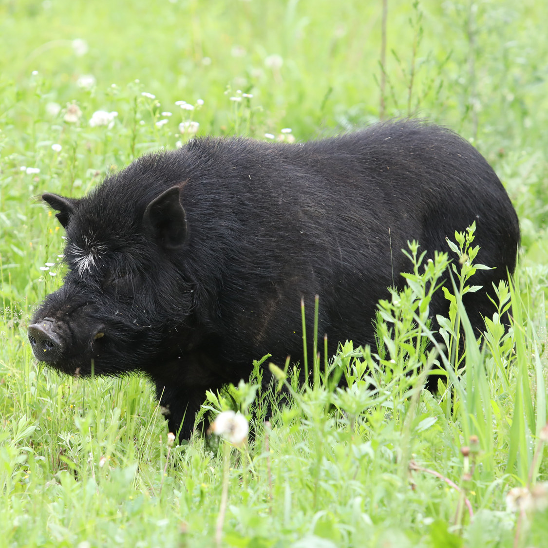 西部藏香猪腿肉500g香格里拉森林放养有机黑猪猪肉生猪肉