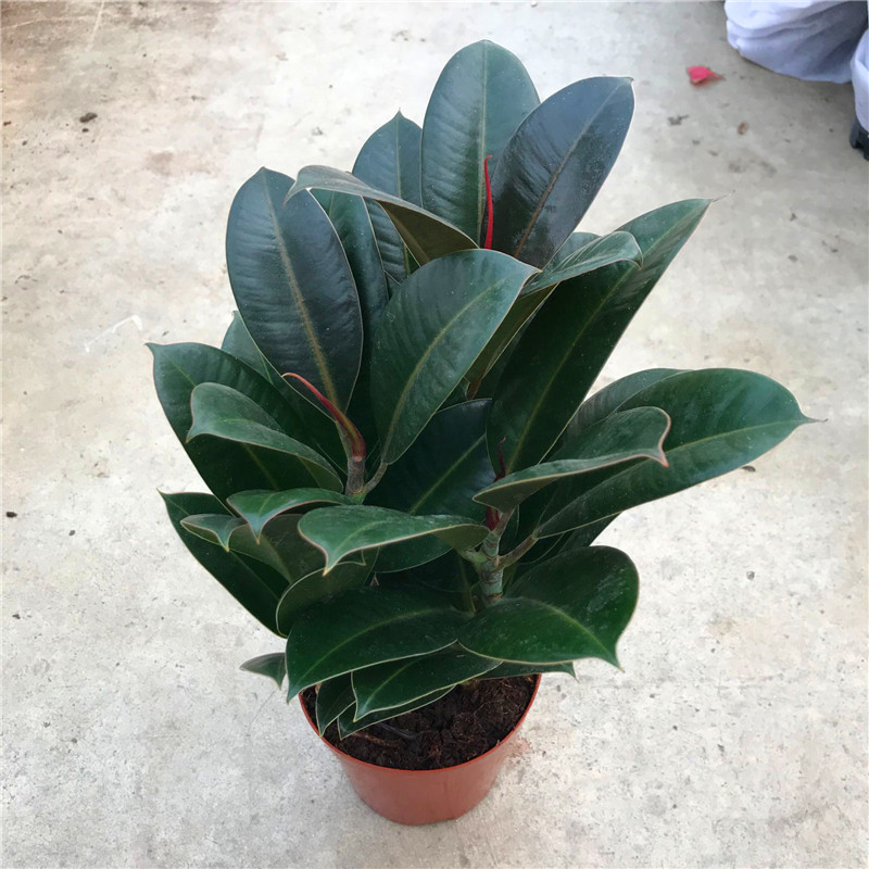 黑金刚橡皮盆栽植物宽叶甲醛观叶室内室内易活皮实绿植