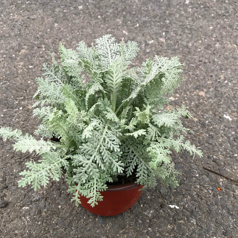 叶菊银叶养雪卉好花卉植物叶植物阳台观花园庭院绿植