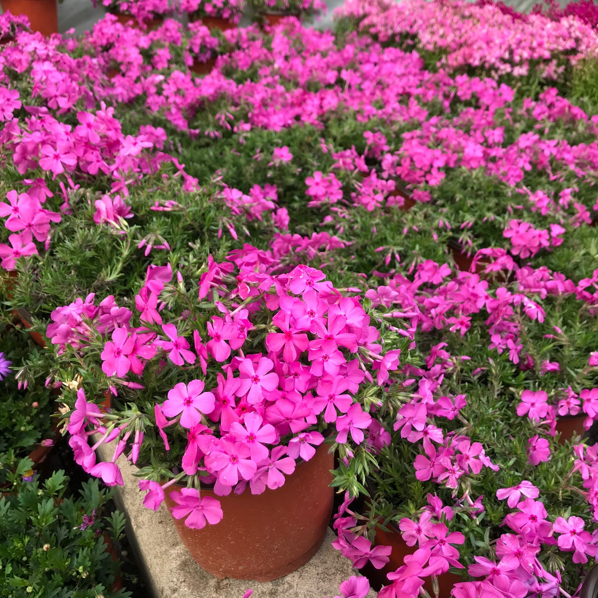 芝樱盆栽易爆盆花量大多年生耐寒耐热草本植物花卉时令草本花卉