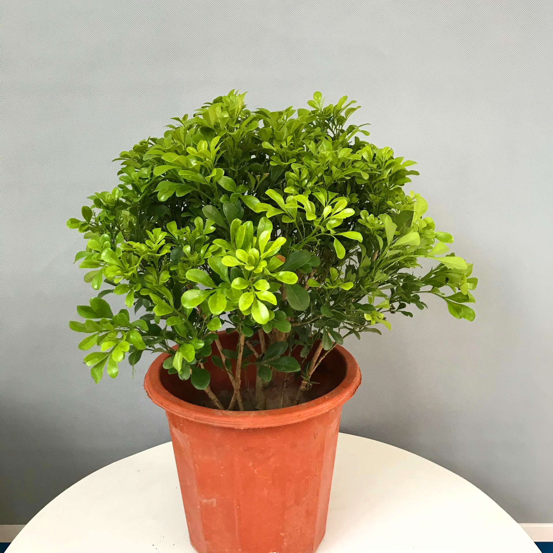 米兰花盆栽植物净化空气木本植物四季开花不断好养花卉花卉