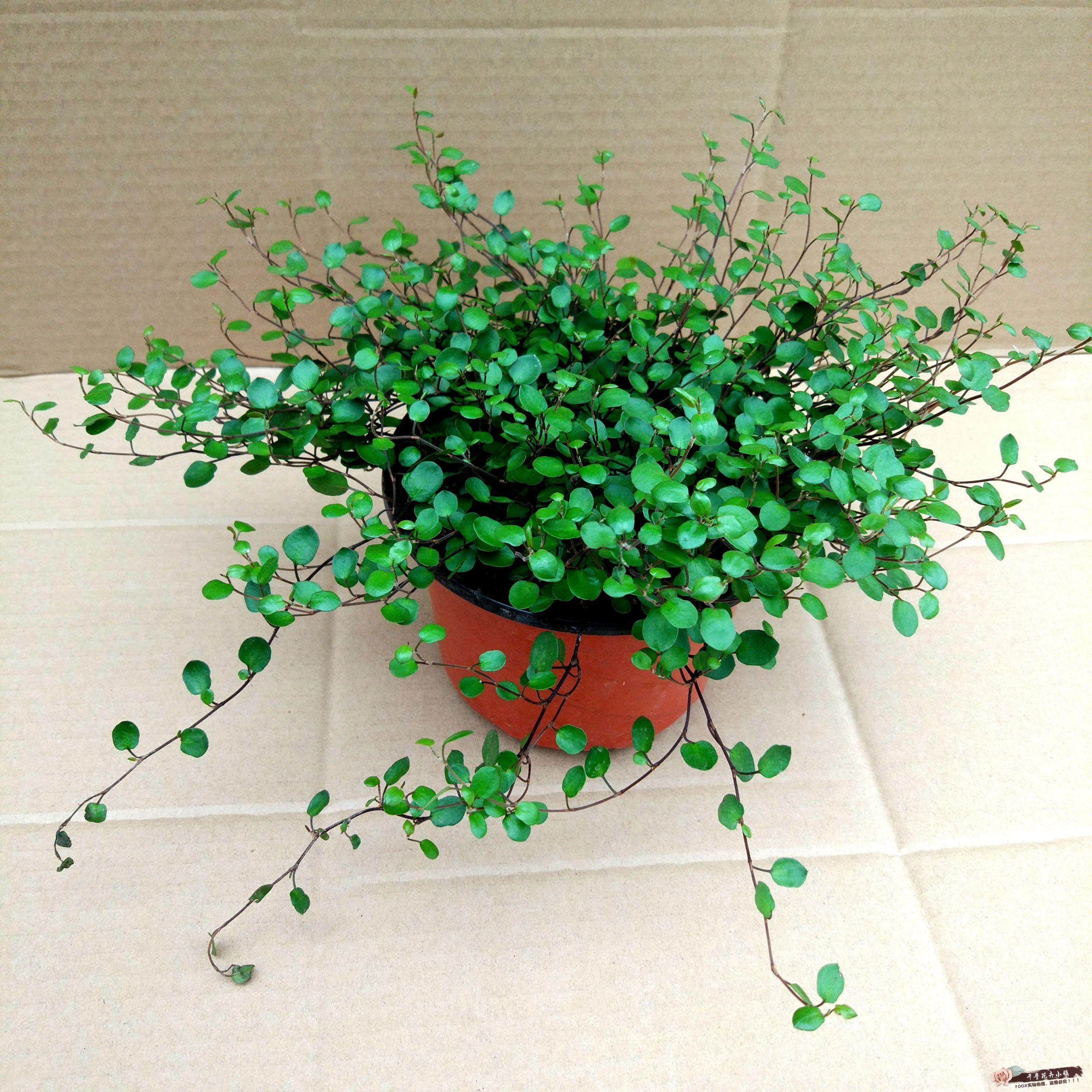 千叶室内观四季植物叶植物绿植千叶兰垂吊多年生吊兰绿植