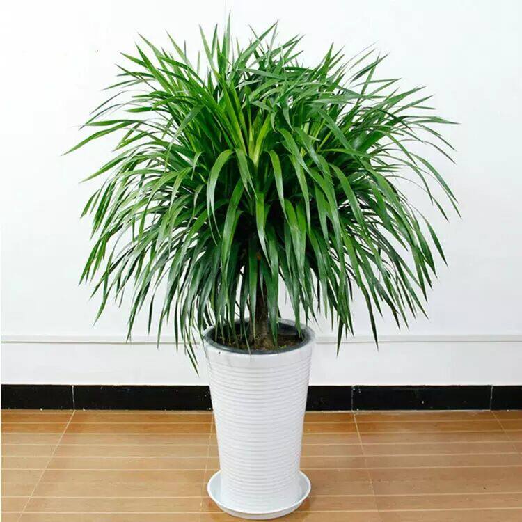 龙须树龙须铁龙须兰龙血室内客厅大型盆栽绿植大型绿植