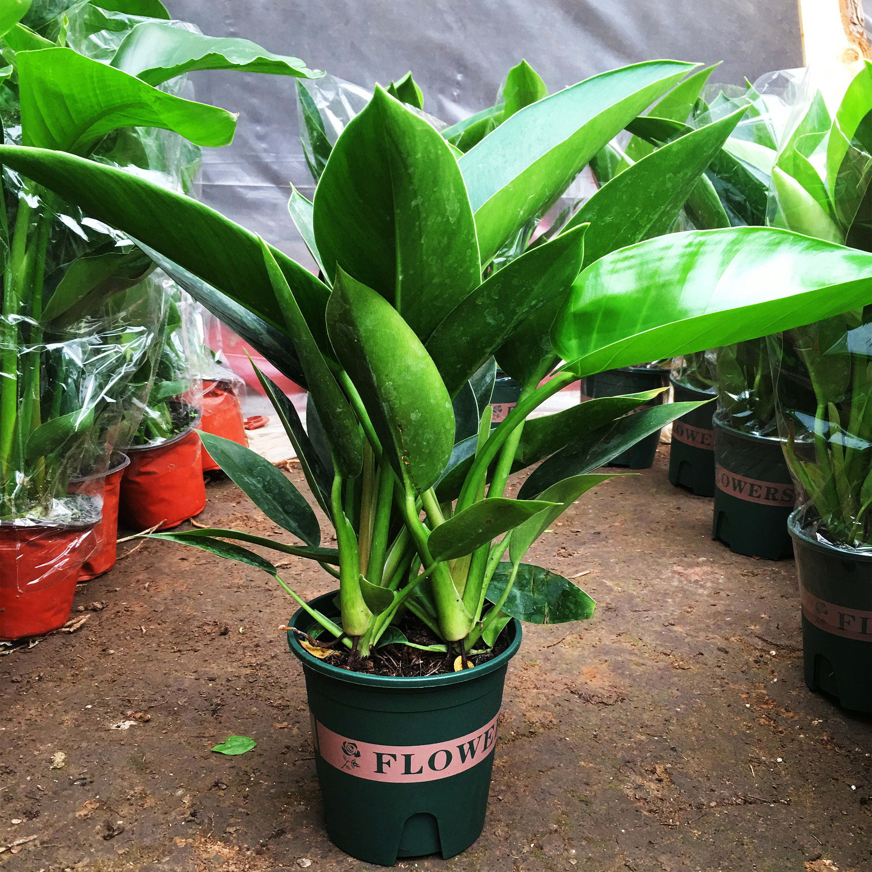 花卉红钻金钻大叶盆栽绿植落地居家大型四季绿植