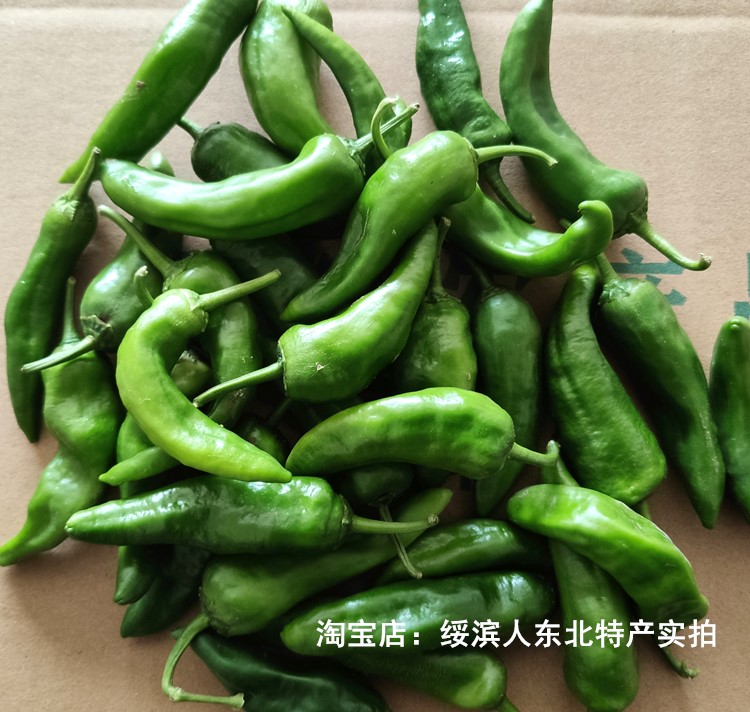 辣椒东北辣妹子小辣椒新鲜黑龙江妞可泡菜咸菜农家辣椒