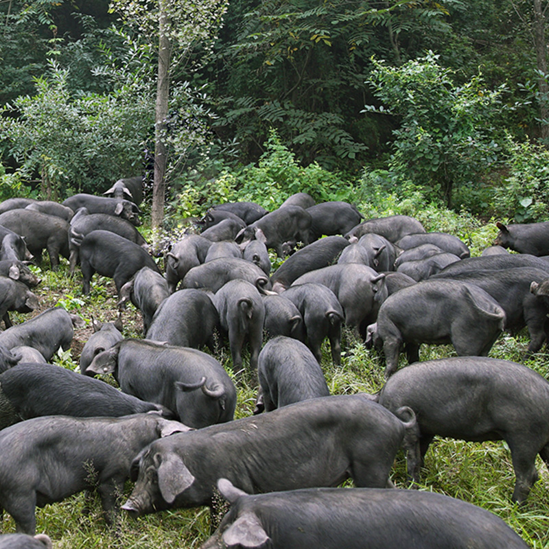 黑猪条约土猪喂养鲜纯新鲜纯55斤白条约徒河散养生猪肉