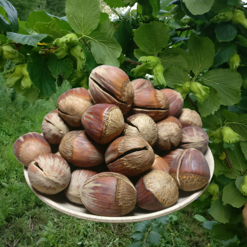 榛子东北特产原味新鲜开口500g坚果孕妇零食榛子