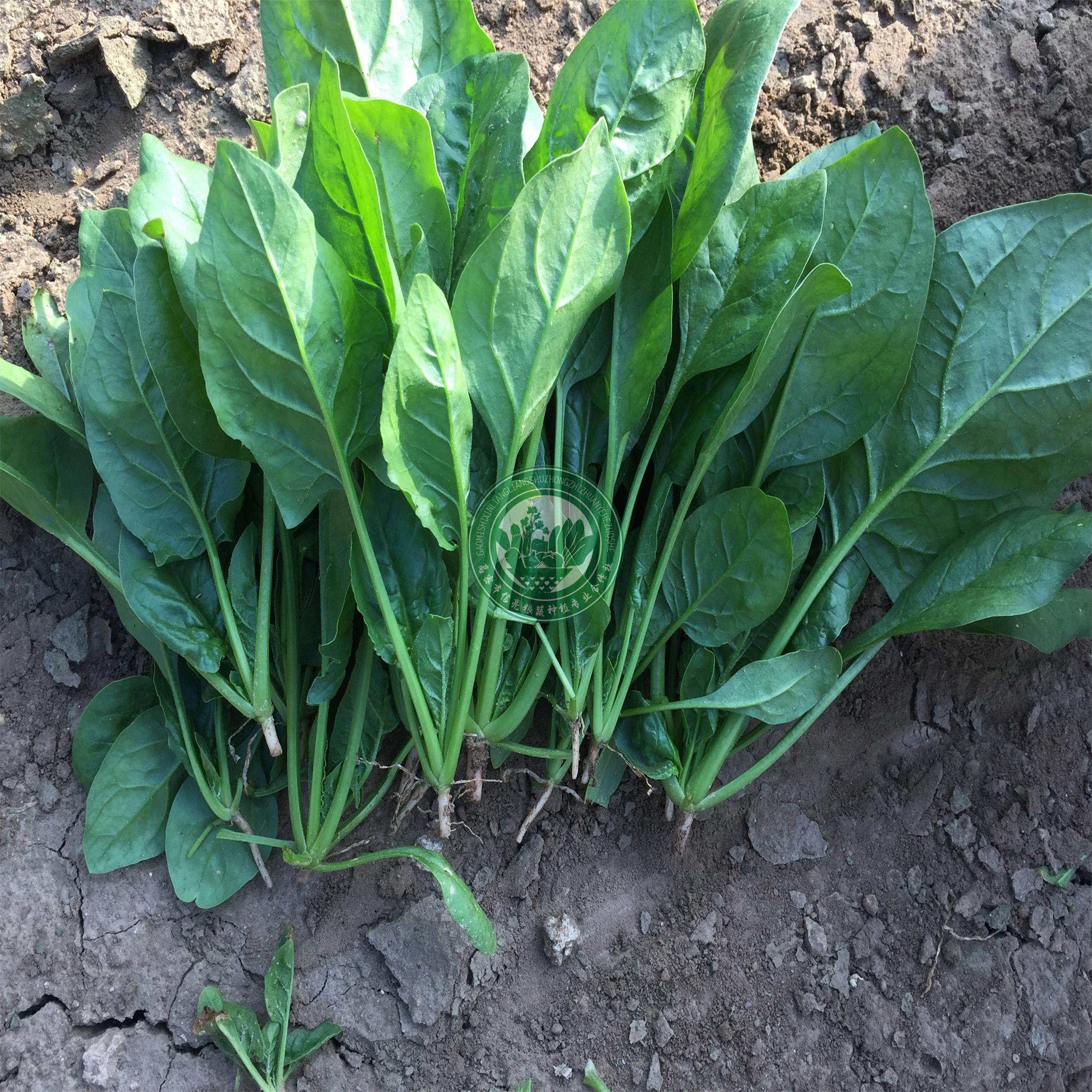 新鲜菠菜农家自种3斤菠菜小菠 菜现摘现发精品蔬菜地头包邮