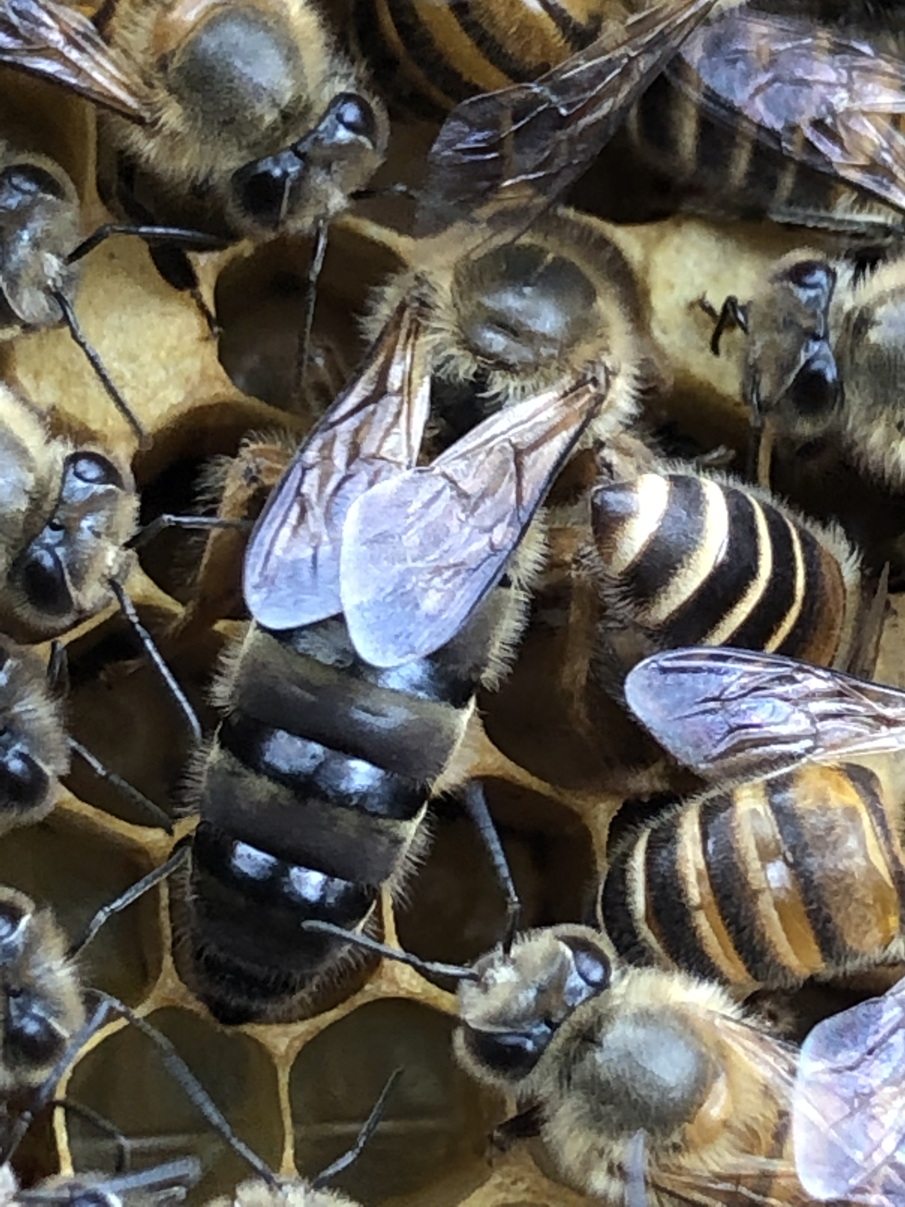 蜂王王中活体阿坝杂交产王高产处王原种中华畜牧