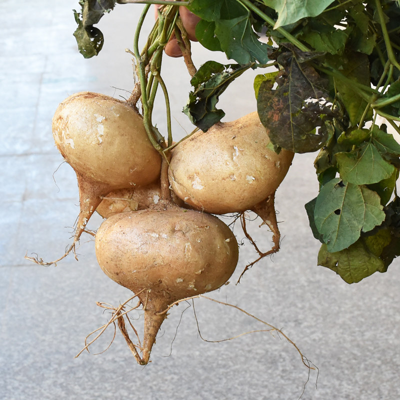 2020年农家豆薯白土瓜番薯沙葛山地5斤云南地瓜番薯