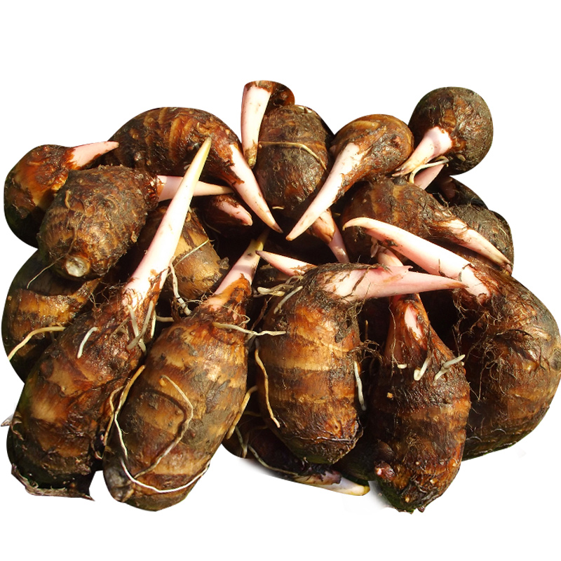 现挖芋头新鲜竽头金华农家红梗芋艿红芽毛种子芋头