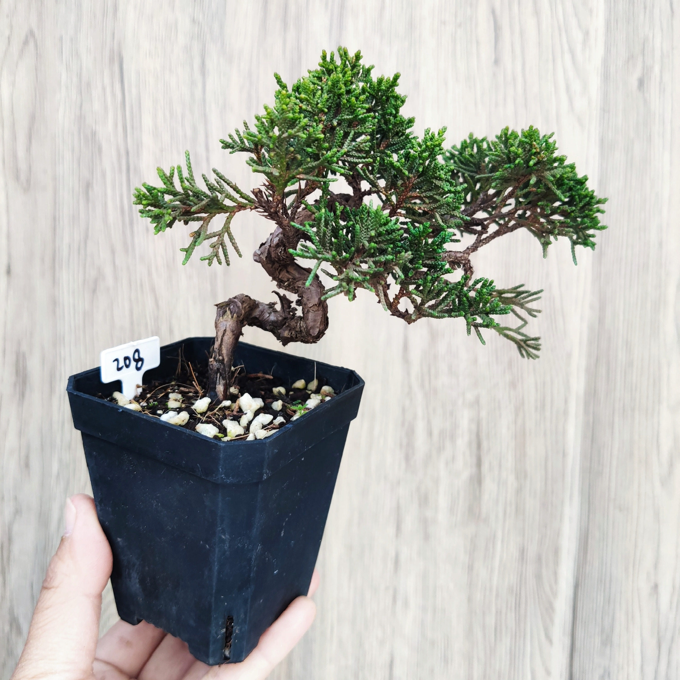 小微盆景日本本纪州真柏老盆济州素材办公室阳台绿植