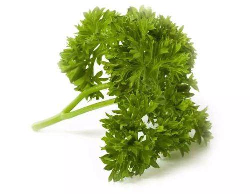 微绿田园新鲜香草香料parsly法国香菜洋芫荽番西皱叶欧芹50g