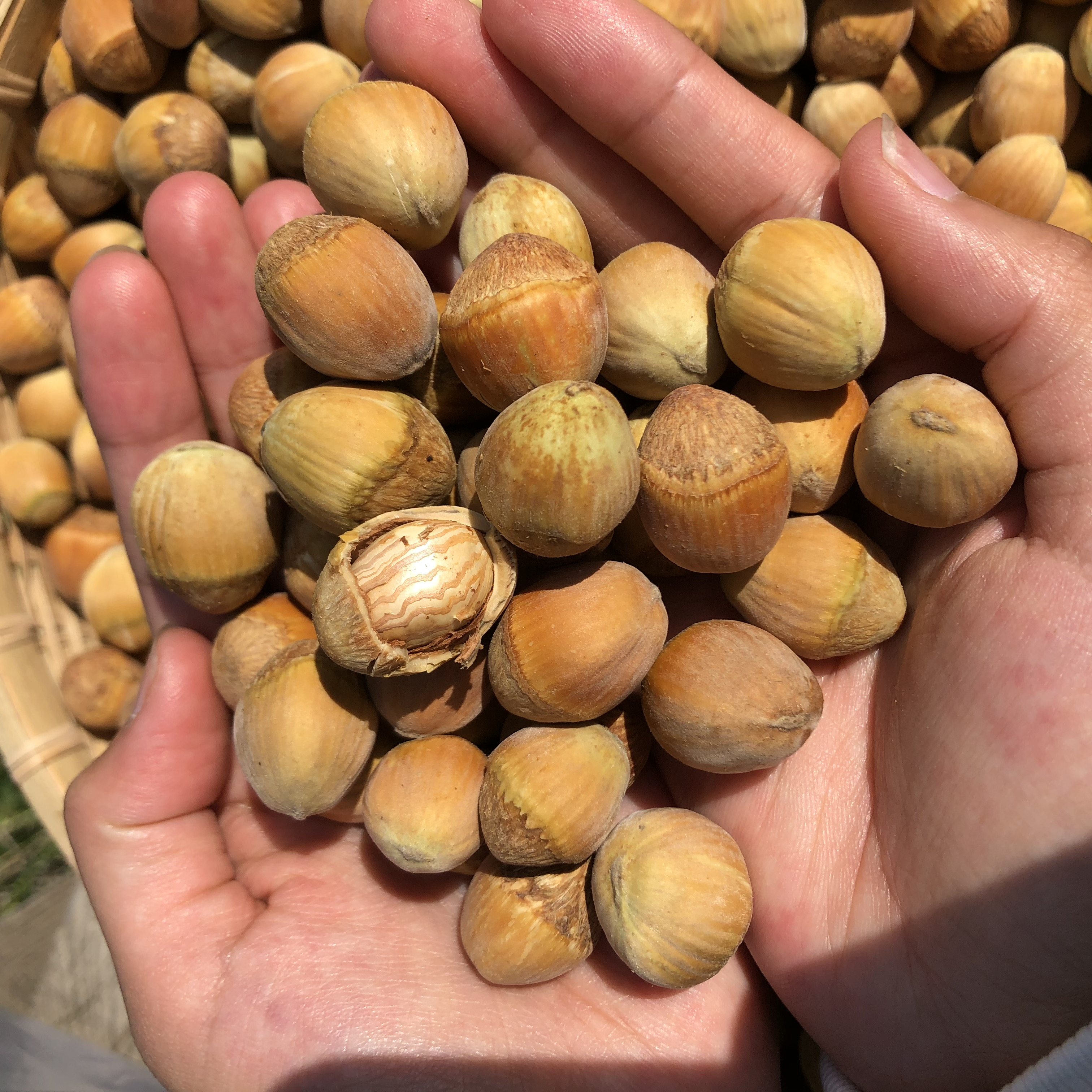 榛子2022年新货东北北大新鲜原味孕妇坚果零食榛子