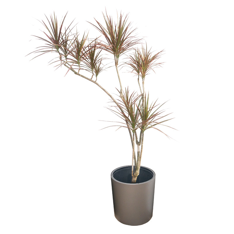 千式花卉七彩五彩大型铁树绿植三色龙血千年木马尾铁造型盆栽植物