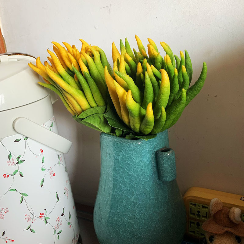 佛手带枝中大金华水养鲜果供水养水柑水佛手果