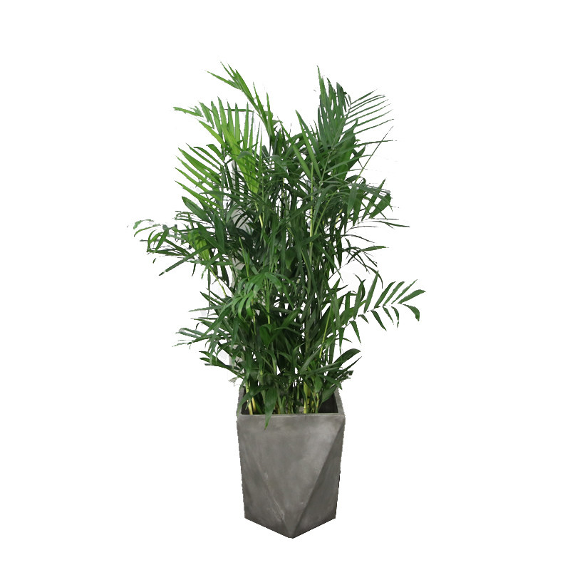 盆栽雅绿园中型夏威夷前台会议室公司大型绿植耐阴大型绿植