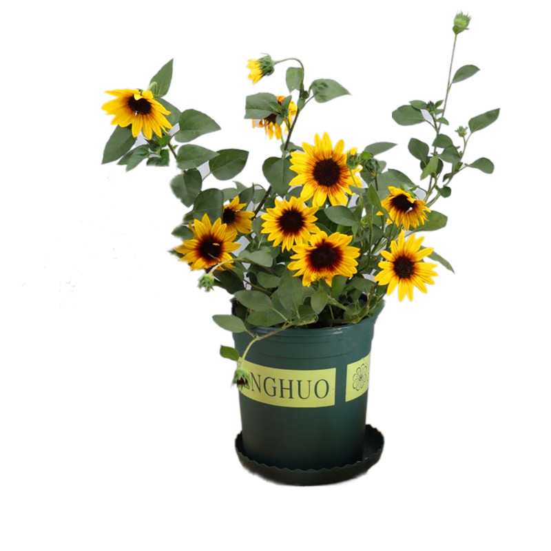 向日葵多头四季盆栽新品进口阳台庭院净化空气易养观赏花植物包邮