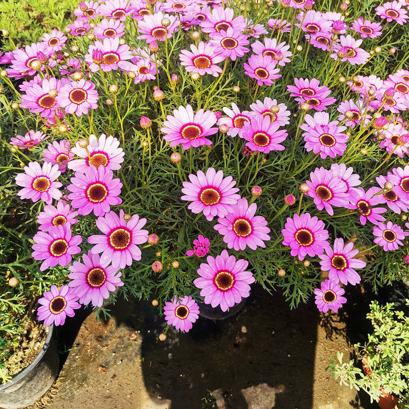 玛格丽特新款木茼四季盆栽重瓣绿植观赏客厅花苞花卉