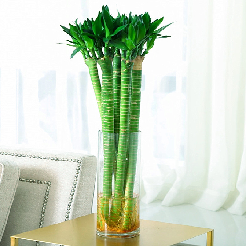 室内客厅水培植物转运龙竹带根富贵竹净化空气花卉绿植