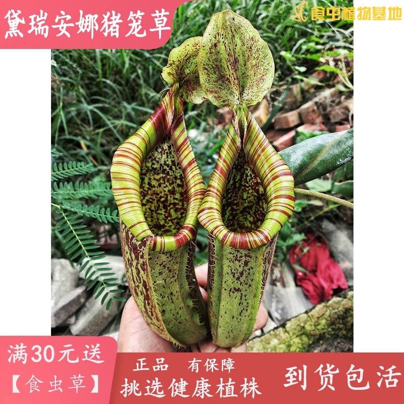 猪笼草瑞安娜nepenthesdyeriana大型食虫植物捕食虫草