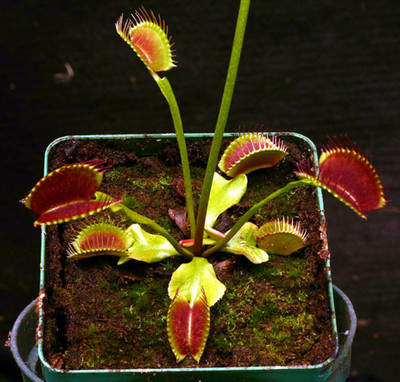 距优惠券开抢还有00:00:00g14捕蝇草【食虫草茅膏菜直立食虫植物捕蚊