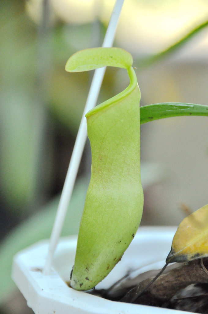 食虫植物风铃葫芦猪笼草店铺新品上市绿植