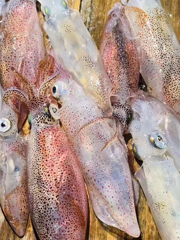 福建省海鲜水产小管海兔鲜活冷冻鱿鱼400g省内冷冻鱿鱼