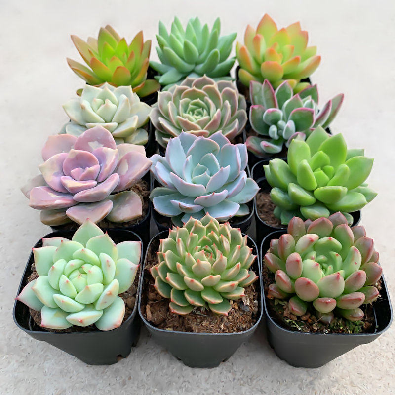 精选十二盆多植物品种室内萌肉客厅防辐射花卉多肉植物