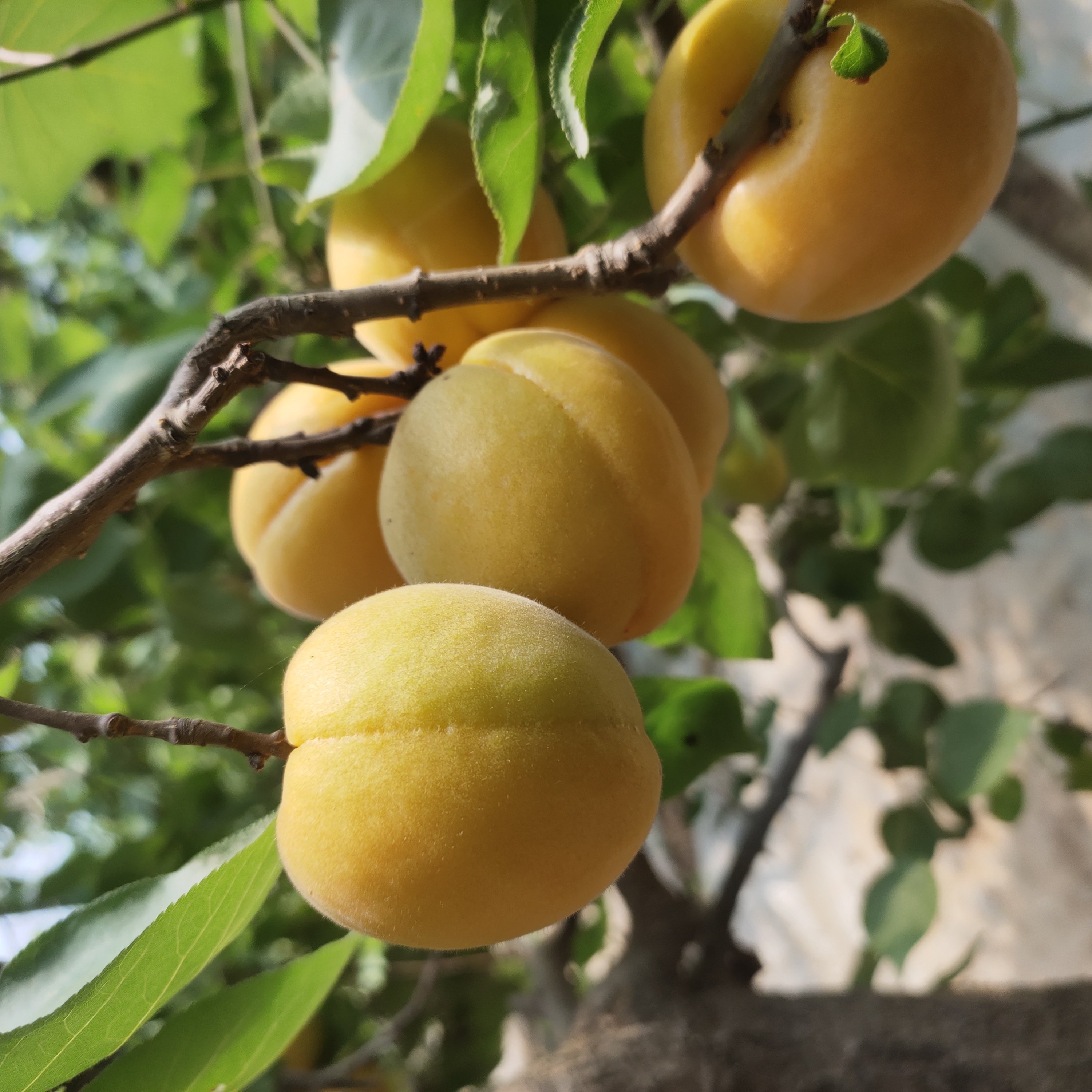 水果陕西微黄杏硬核酸杏子半青半黄应季新鲜农家杏