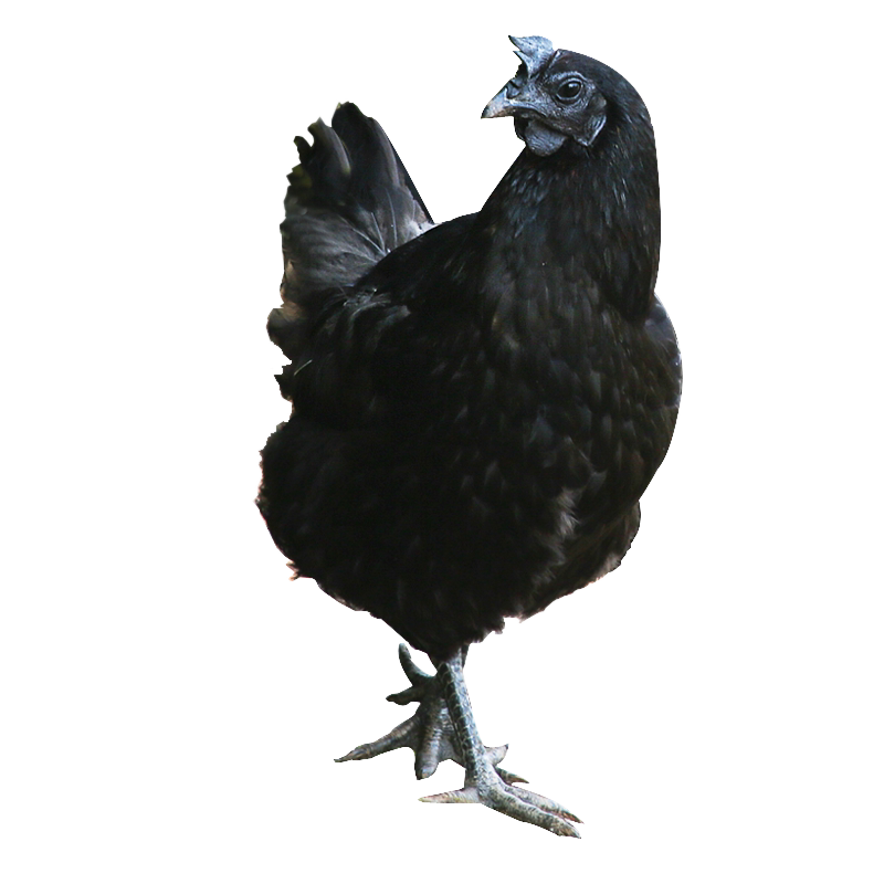 喜乐田园2只乌鸡农家散养土鸡老母母鸡五黑整鸡