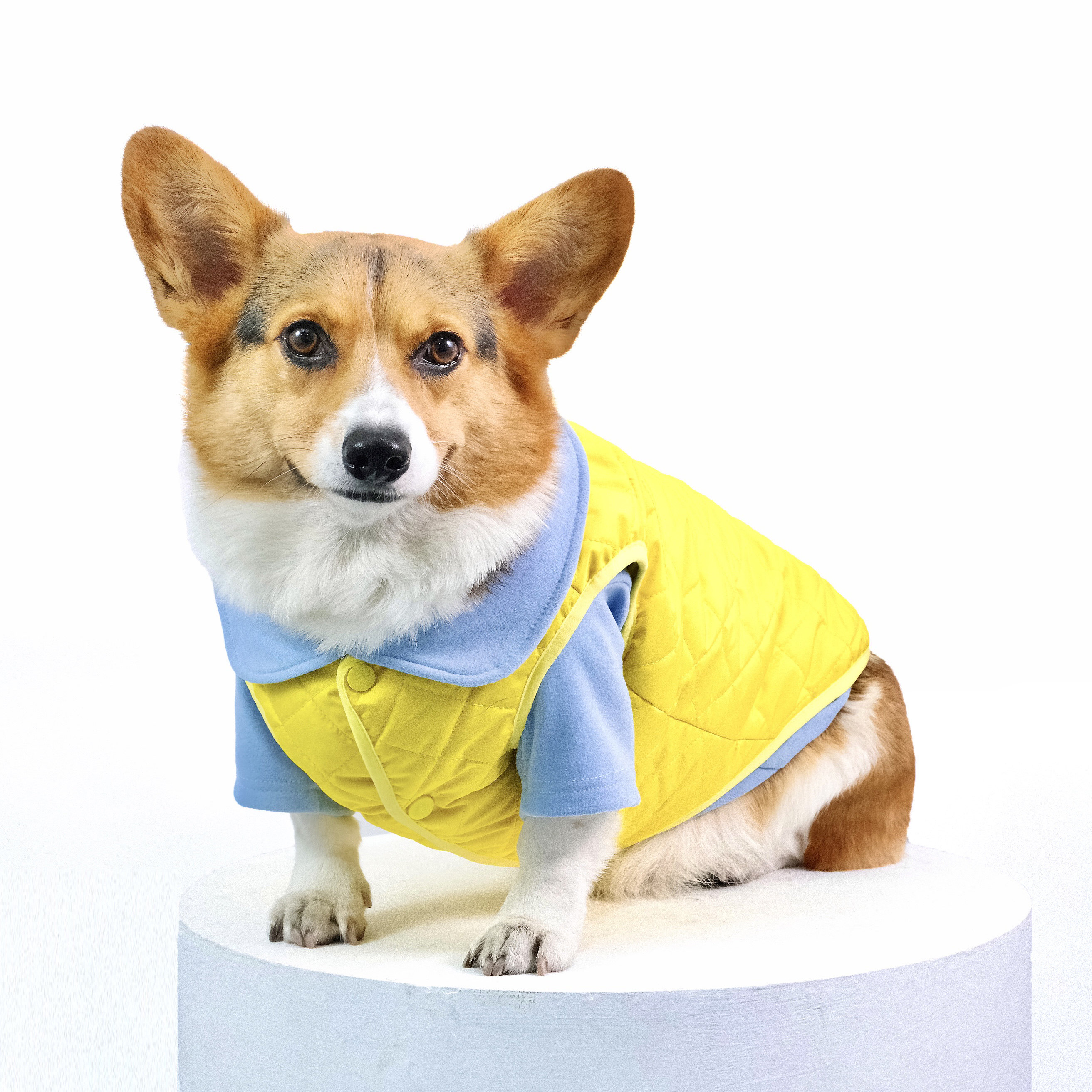 春节发货狗狗哈比纯色简约马甲棉服保暖背心狗宠物服装