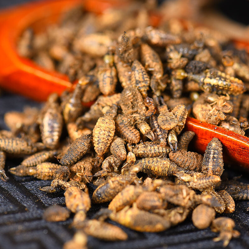 金沙牛 新晒野金砂牛中药材蚂岭虫5g地牯牛蚁狮 无杂质包邮-mc母婴网