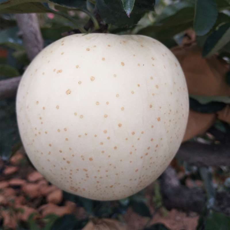 奶油苹果王林新鲜5斤非冰糖心苹果甜脆白苹果小苹果孕妇水果王琳