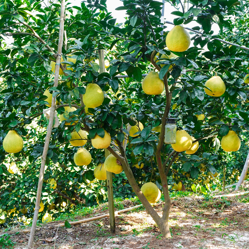 柚子树苗三红心蜜柚沙田柚南方四季种植嫁接矮化特大结果庭院地栽