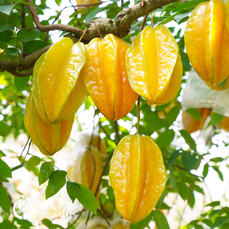 杨桃当年果树四季嫁接果酸结果庭院苗甜盆栽果树