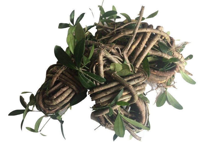 野生春根藤伸筋藤香藤根煲汤料过山香瓜子根新鲜瓜