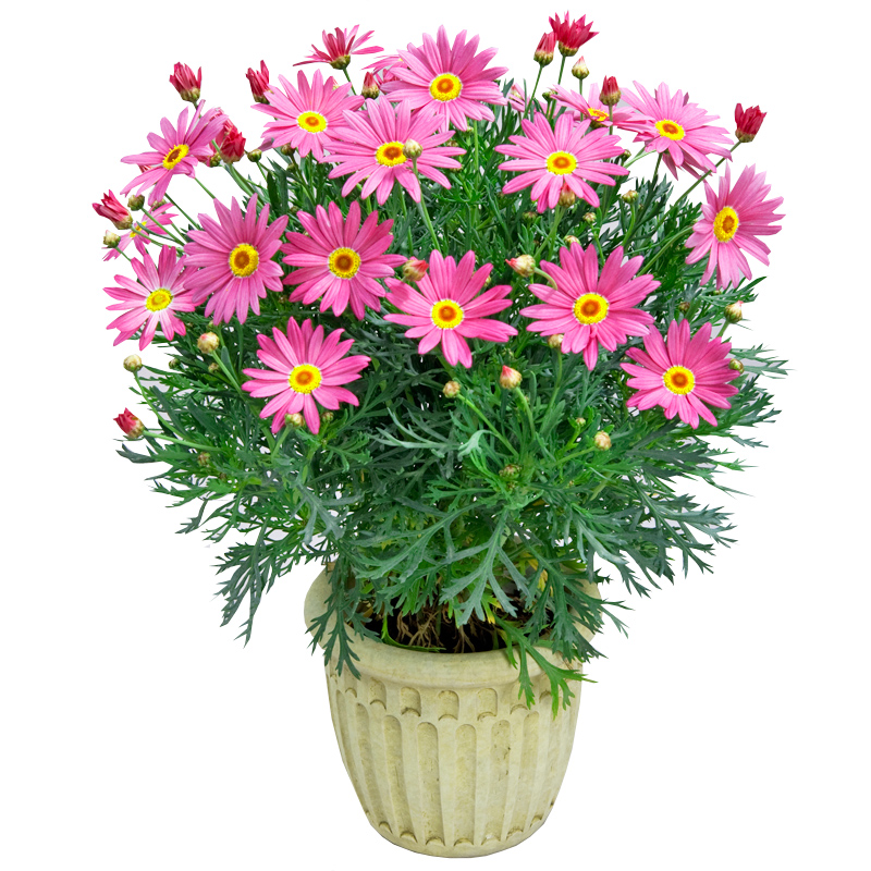 玛格丽特花苗小苗耐寒耐旱木本植物阳台盆栽花卉创意