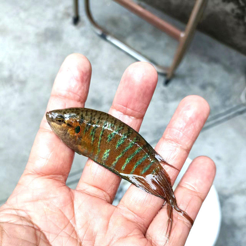 中国斗鱼活体普叉菩萨手巾旁皮冷水鱼满包邮鱼