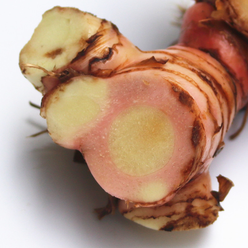 新鲜冬阴牛羊肉芦苇姜芦苇现挖生南潮汕包邮高1斤生姜