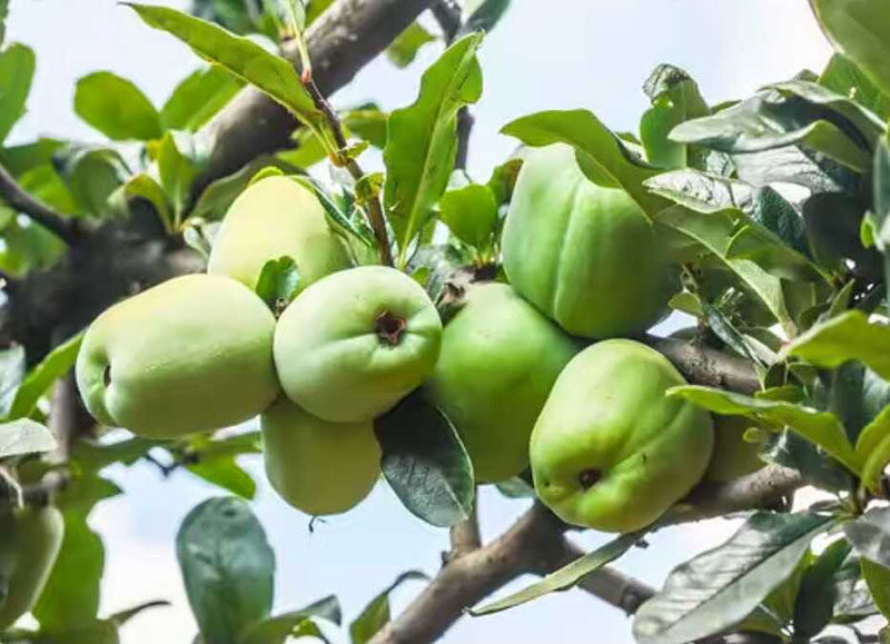 野生酸木瓜云南临沧特产孕妇瓜新鲜水果红花木瓜特酸脆5斤送蘸水