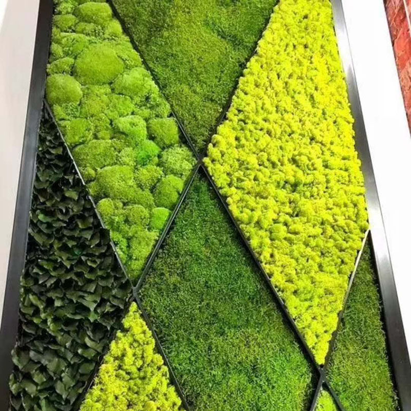 植物永生苔藓白发藓块大灰绿植干花背景墙青苔永生花