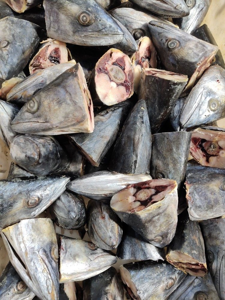 鱼头今年新货4斤发货顺丰包邮新鲜马鲛海鱼马鲛鱼